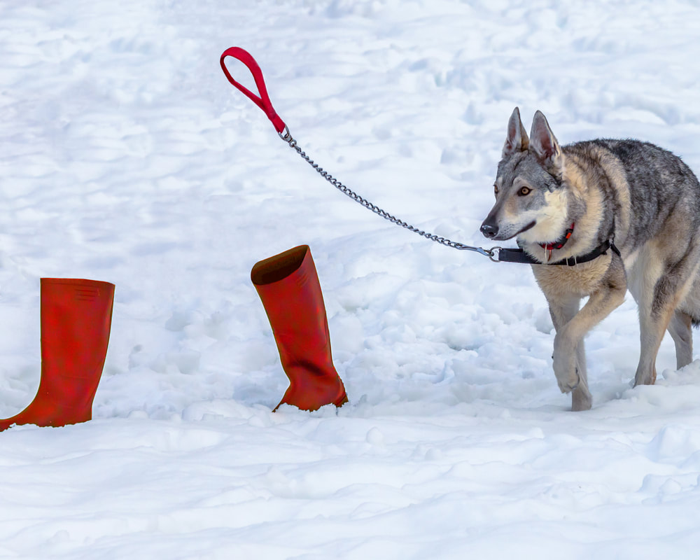 Dog Walking